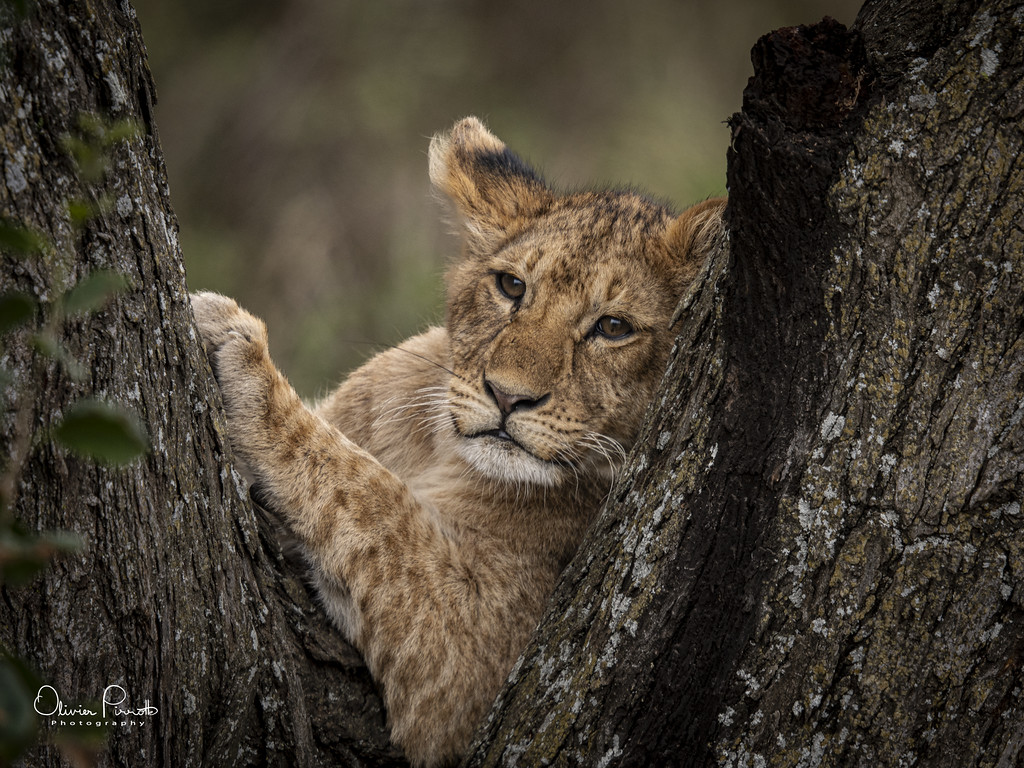 Lion cub looking through the fork of a tree